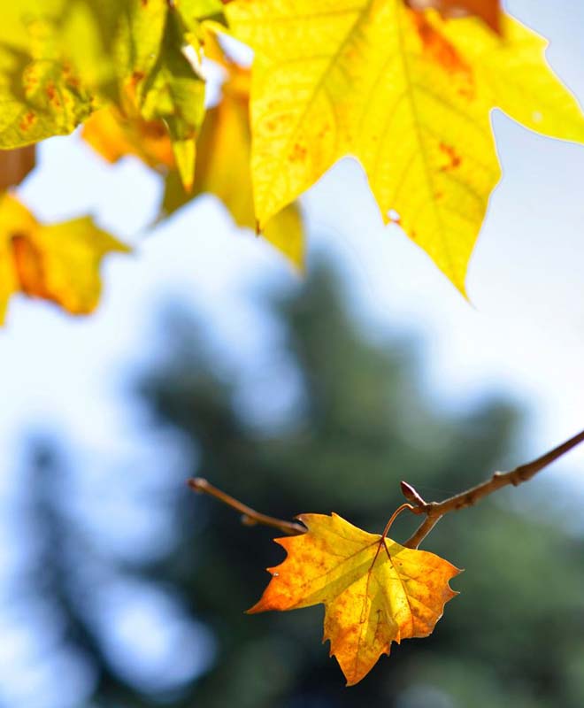 默默的爱一个人无论见与不见,我默默的深爱着你不管见与不见