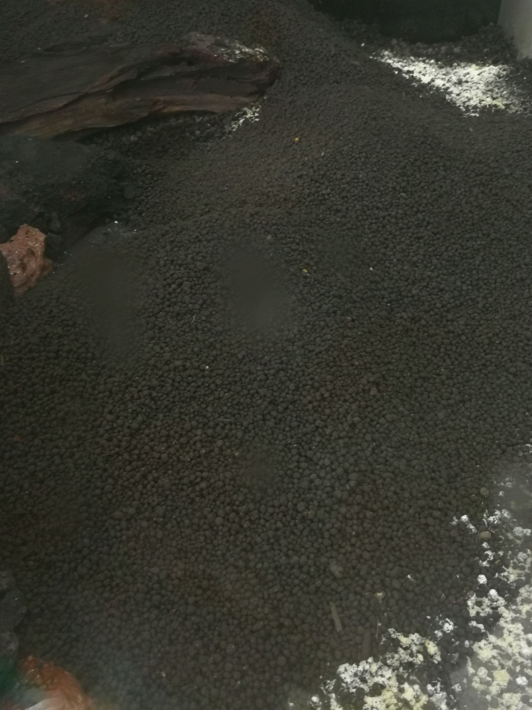 水草缸可以养龙鱼吗,震撼草缸