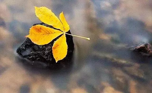 每逢佳节倍思亲又是一年九重阳,九九重阳每逢佳节倍思亲