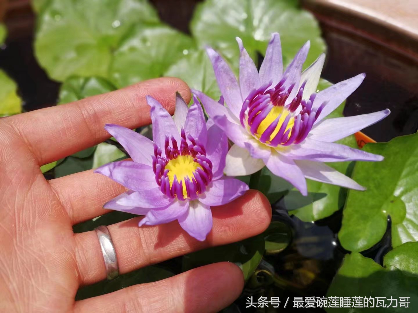 漂亮又省心的睡莲,花中的睡美人睡莲