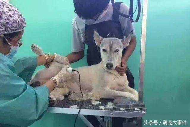 雪橇犬哈士奇改行拉车,雪橇犬拉车哈士奇