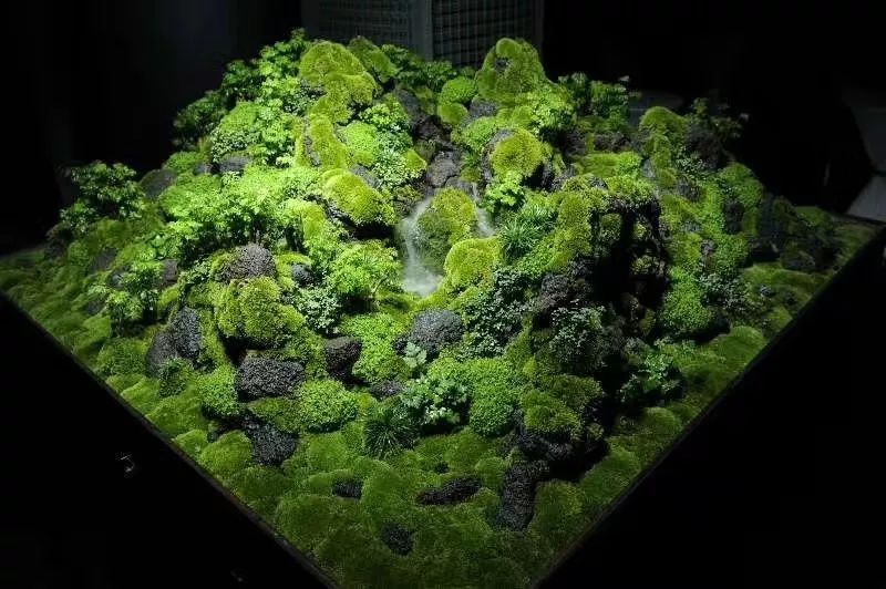 水草缸可以养龙鱼吗,震撼草缸