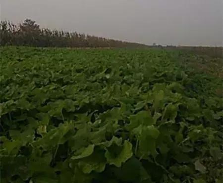 大农业今天行情,大农圈新闻