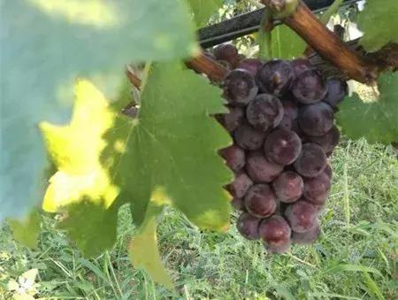 大农业今天行情,大农圈新闻