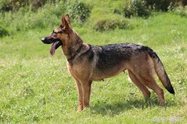 「盘点中国犬种」本土犬并不逊色，希望不要被遗忘