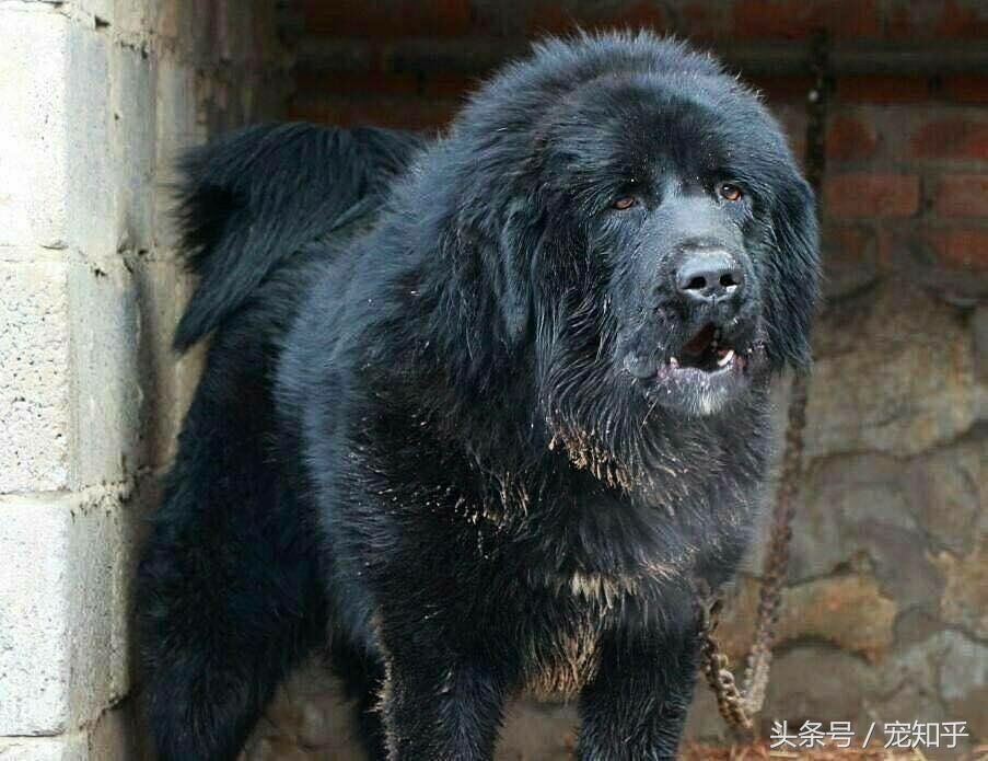 「盘点中国犬种」本土犬并不逊色，希望不要被遗忘