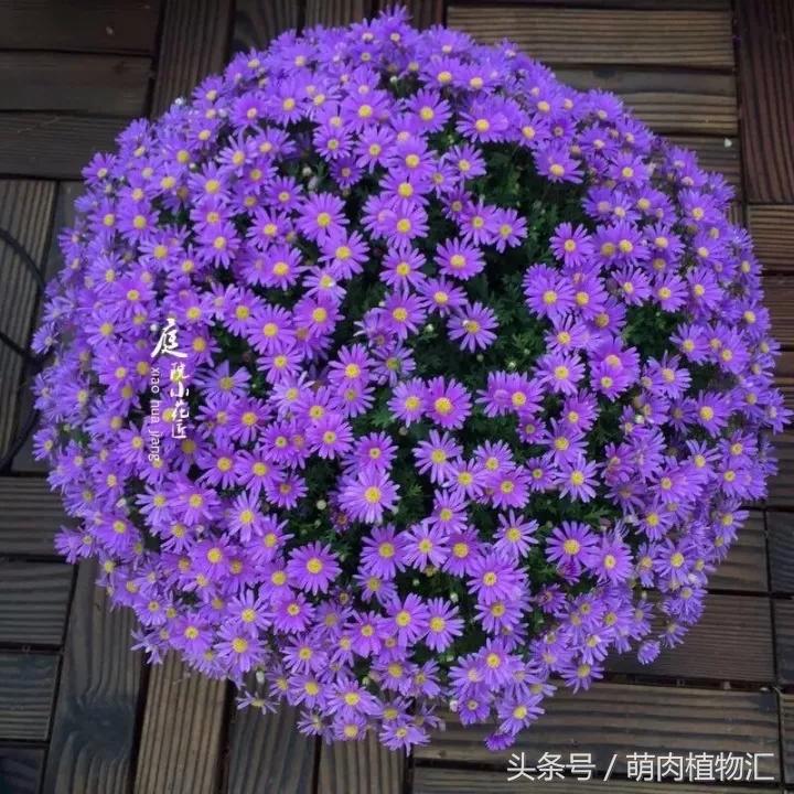 10月适合养的草花 (适合北方的春季草花)