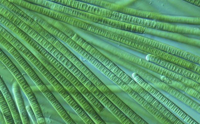 蓝藻是在地球初期什么时候形成的,地球第一个生命体蓝藻