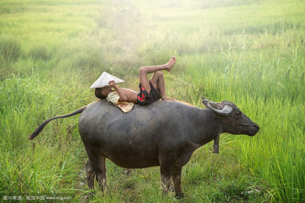 母牛头胎胎儿太大母牛难产怎么办,母牛难产的原因及常用的救助方法