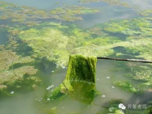 河蟹塘青苔爆发的处理方案,河蟹塘的青苔
