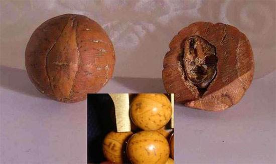 总是吆喝着买凤眼菩提，试问您真的懂？