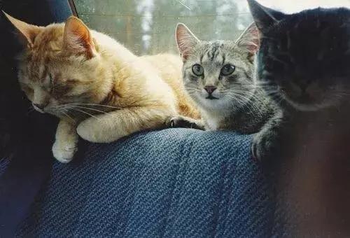 4个月大的猫咪牙齿掉了怎么办,六个月的猫咪牙齿掉了还会长吗