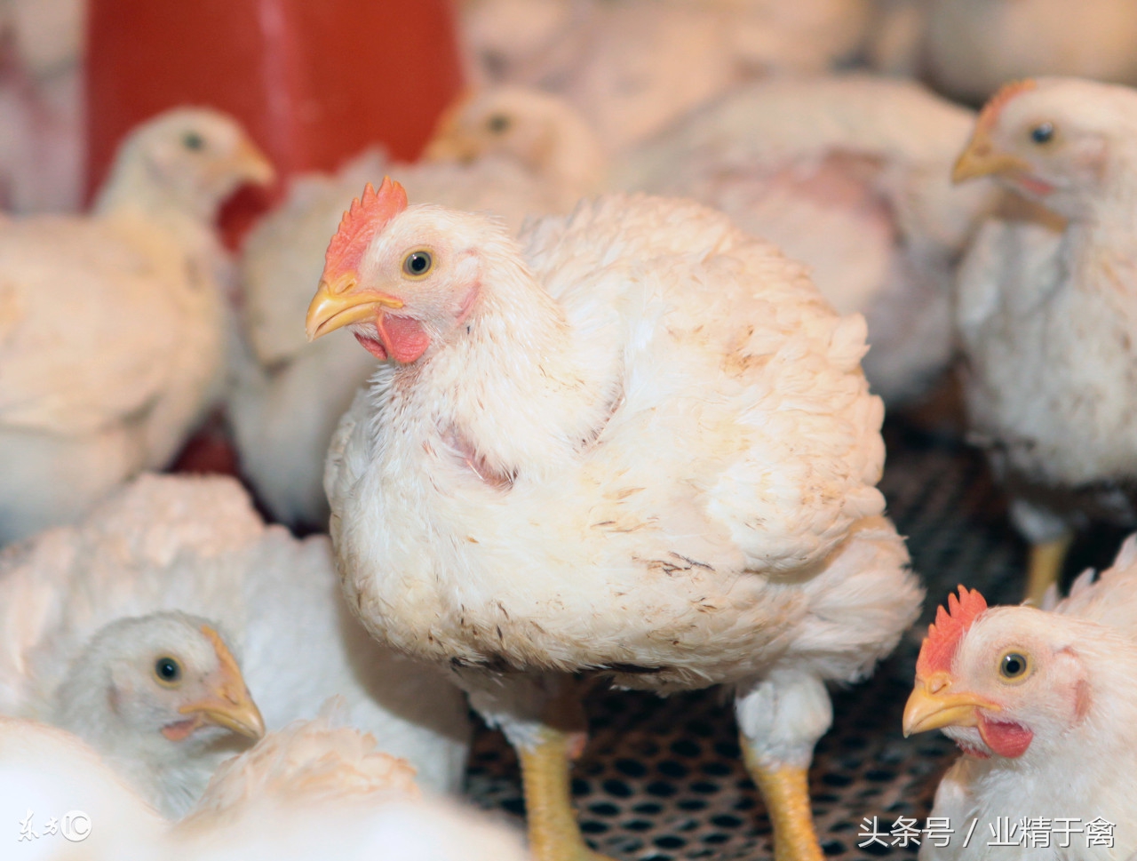 七月份毛鸡市场分析,肉食鸡价格行情什么时候能好一点
