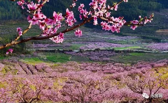 甯稿痉榧庡煄鍢夌編妗冭姳婧愬簻,灏忎箰鎺㈡埧