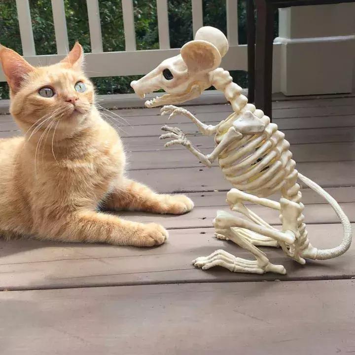 人类吸猫小史,人类吸猫的时候猫是怎么想的