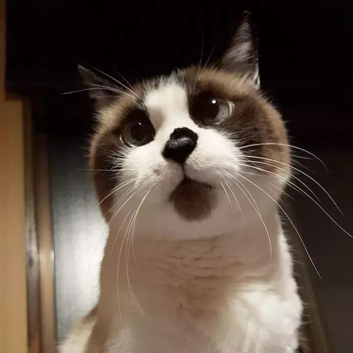 人类吸猫小史,人类吸猫的时候猫是怎么想的