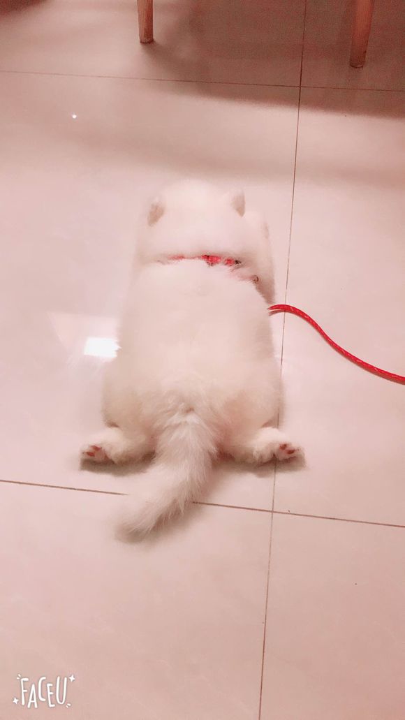 家有萨摩耶和拉布拉多,家有哈士奇的铲屎官