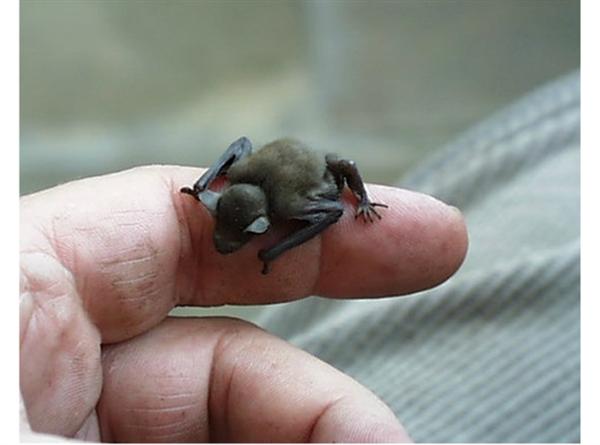 世界上体型最大的动物排行榜,世界十大体型最大的动物