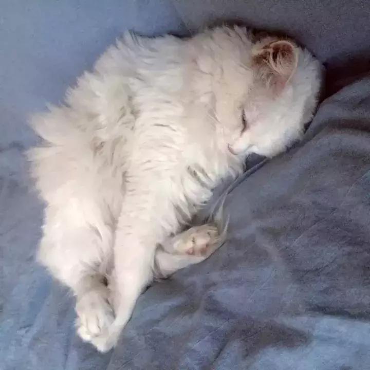 人类吸猫小史,人类吸猫的时候猫是怎么想的