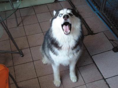 怎么训练狗狗守护东西,哪些狗狗可以保护主人