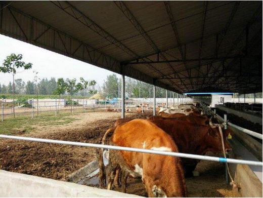 母牛胎衣不下的治疗方法,母牛胎衣不下如何科学治疗