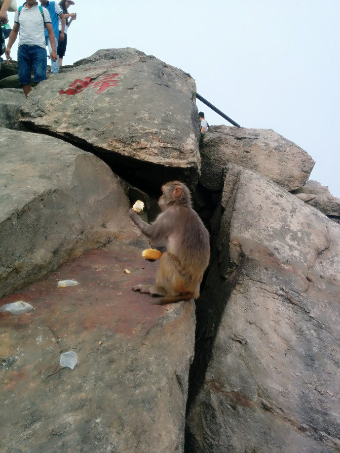 花果山游记400字以上,连云港花果山攻略