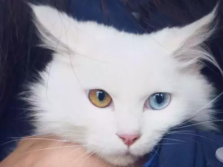 人类吸猫小史,人类吸猫的时候猫是怎么想的