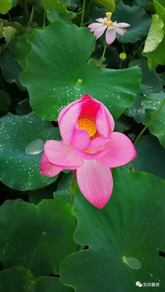 美丽香约香盈月之对照