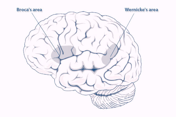 左脑人和右脑人有什么区别,右脑型人和左脑型人的区别