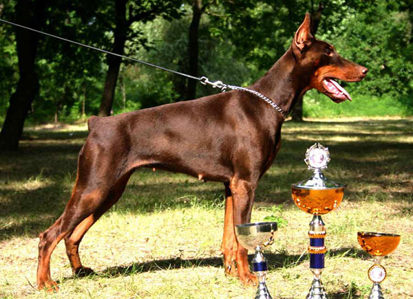 一条优秀的杜宾犬,与杜宾犬相似的狗狗