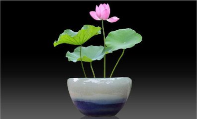 睡莲盆栽养护方法教程图解,盆栽睡莲的种植方法和注意事项