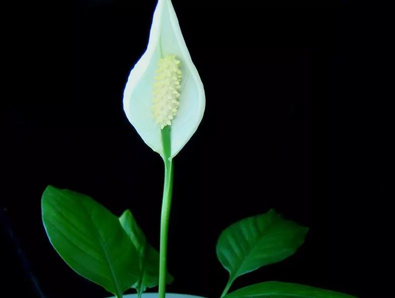 秋季对咽喉保养最好方法,秋冬嗓子疼多吃什么水果