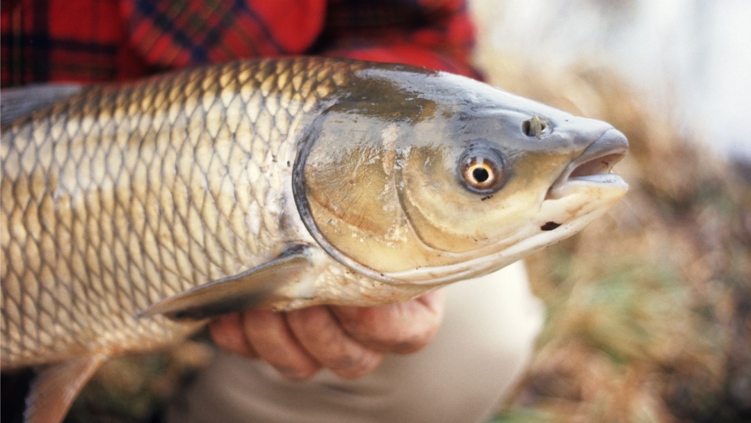 怎样自制抛竿鲢鳙饵料,有配方去哪里做鱼饵