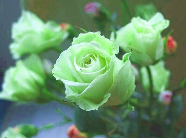 不同颜色的玫瑰花花语是什么,不同颜色的玫瑰花花语代表什么