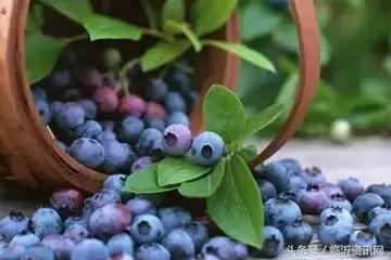 世界公认10大顶级水果,世界粮农组织推荐的五大健康水果