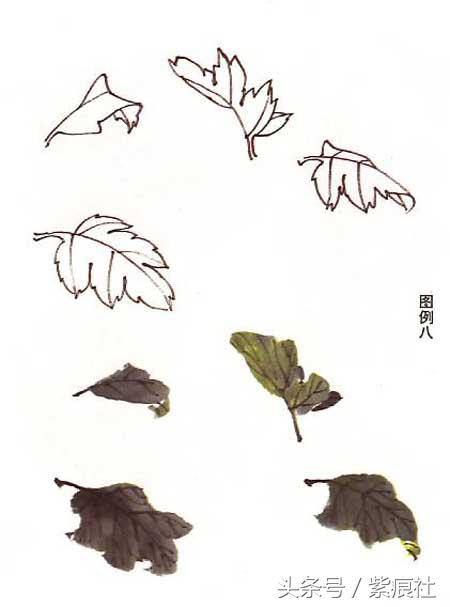 国画中球形菊花怎么画好看,名家画菊花的简单画法