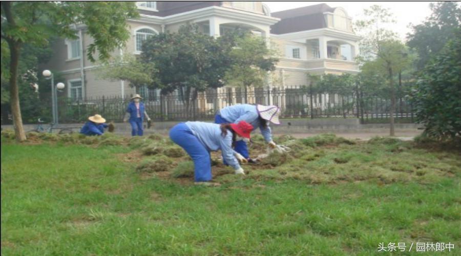 草坪秋季施肥的最佳种类,秋季草坪如何管理