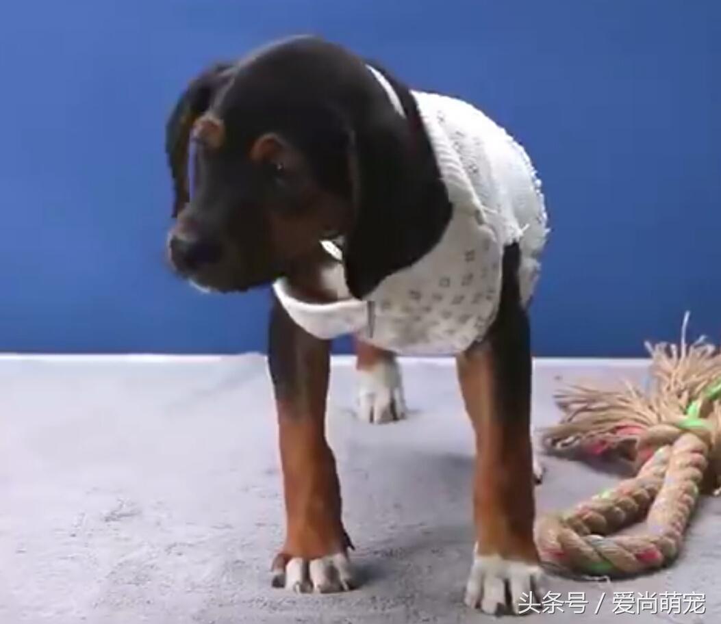 怎么给狗狗自制保暖衣,diy金毛狗狗衣服