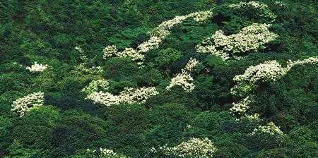 鹏城第一峰梧桐山要不要门票,鹏城第一峰梧桐山顶