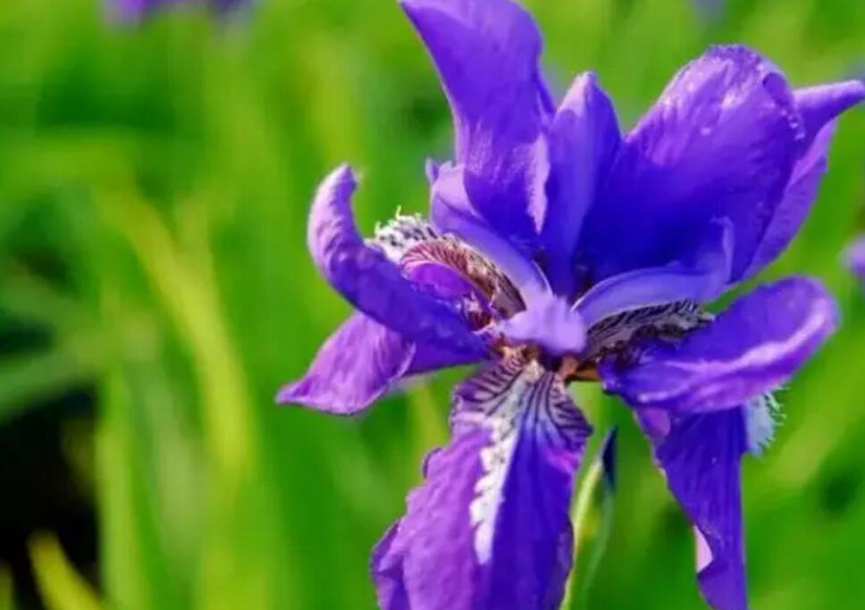 关于新加坡国花知识,新加坡的国花叫什么名字