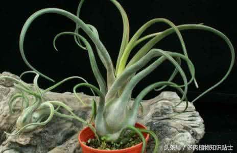 空气凤梨,懒人才会养的植物
