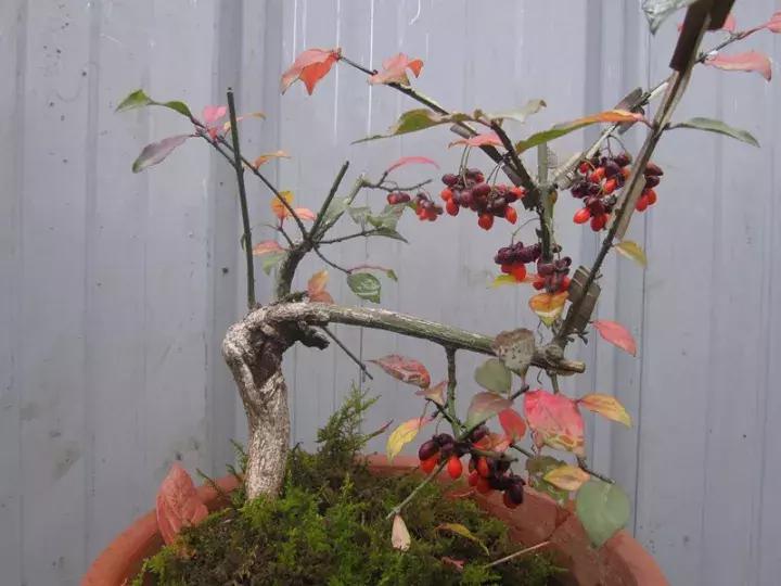 真弓卫矛盆景修剪伤口要处理吗,卫矛树盆景如何才能开花结果