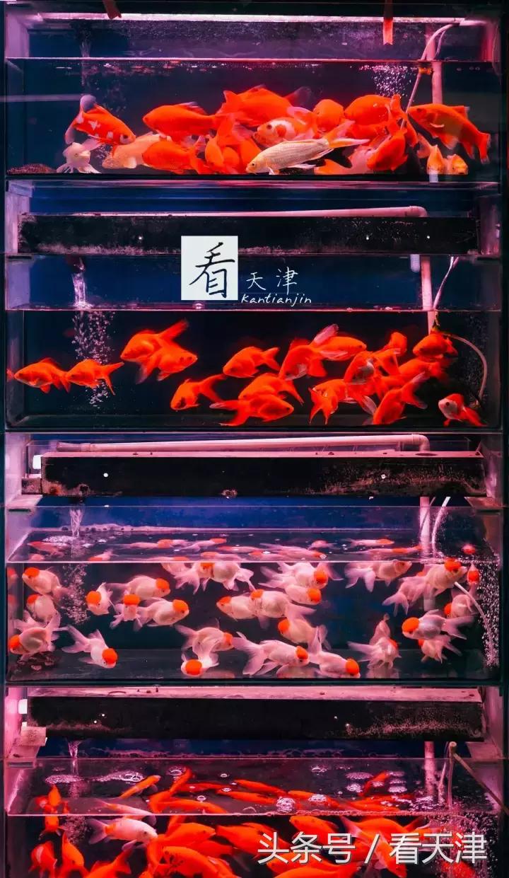 天津宝鸡道花鸟鱼虫市场地铁,宝鸡道花鸟鱼虫市场天津