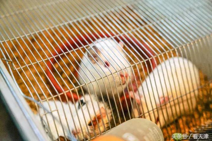 天津宝鸡道花鸟鱼虫市场鹦鹉全吗,天津市宝鸡道花鸟鱼虫市场文玩