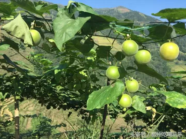 融安有望成为中心城市吗,广西融安县发展规划情况