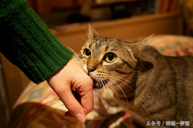 猫咪为什么会出其不意的咬主人腿,猫咪为什么咬人谁都咬