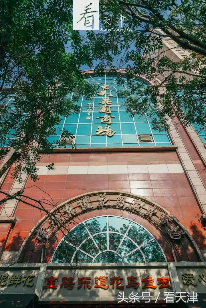 天津宝鸡道花鸟鱼虫市场鹦鹉全吗,天津市宝鸡道花鸟鱼虫市场文玩