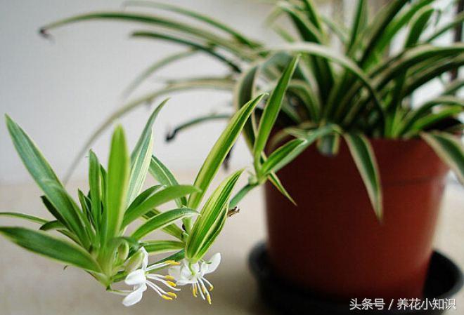 金鱼吊兰叶黄掉叶子怎么办,吊兰黄叶怎么修剪图解