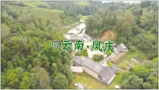 七彩飘香云南芒市,正宗凤庆滇红之明前金丝滇红