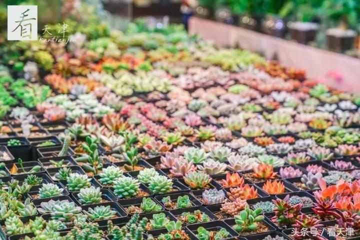 天津宝鸡道花鸟鱼虫市场地铁,宝鸡道花鸟鱼虫市场天津